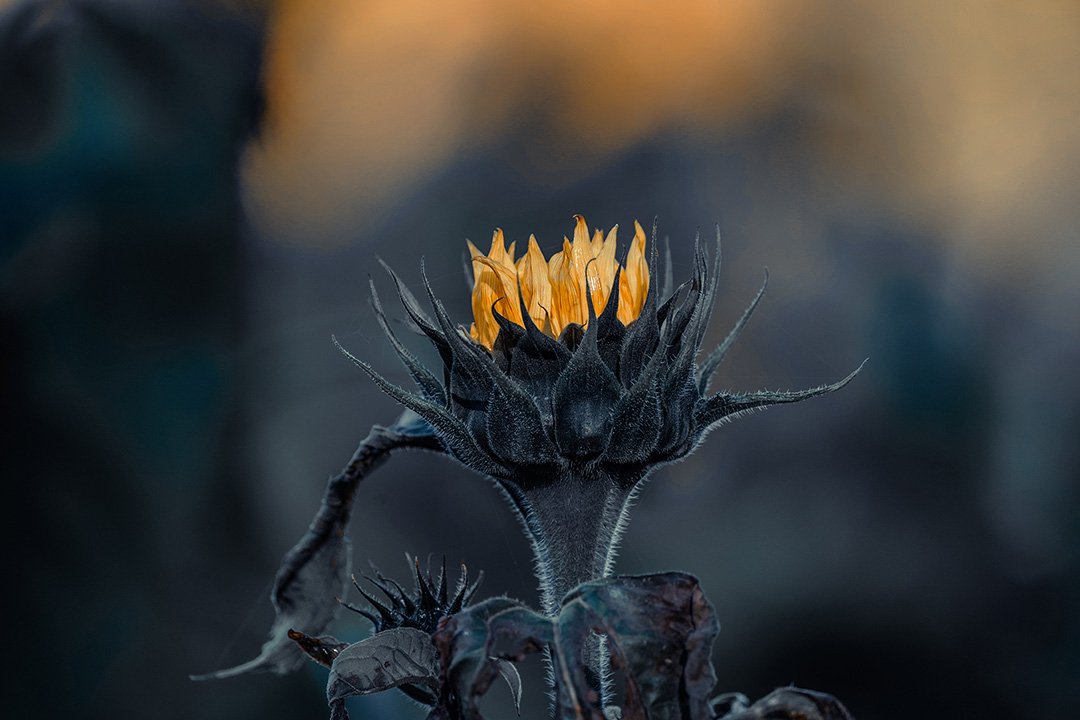 Petri Naukkarinen Photography Nature Photography Sunflower