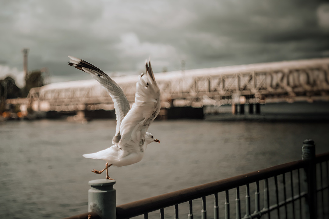 Petri Naukkarinen Photography Nature Photography